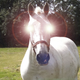 Image for article titled Quite possibly the most magical Amazon product description ever